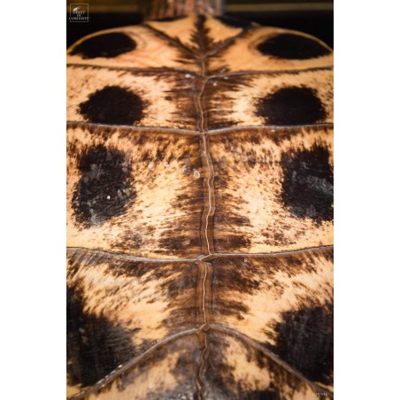Taxidermy of red ear slider turtle