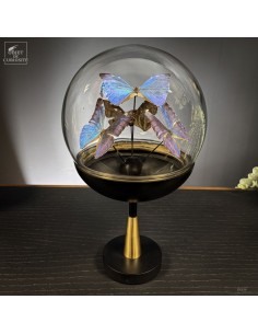 4 papillons MORPHO AURORA