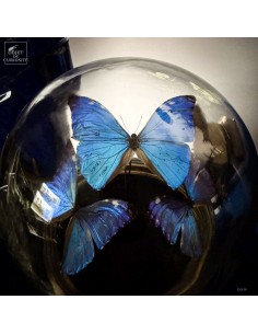 4 papillons MORPHO AURORA 2