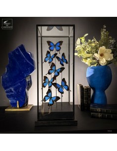 7 papillons PAPILIO ULYSSES