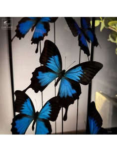 7 papillons PAPILIO ULYSSES 2