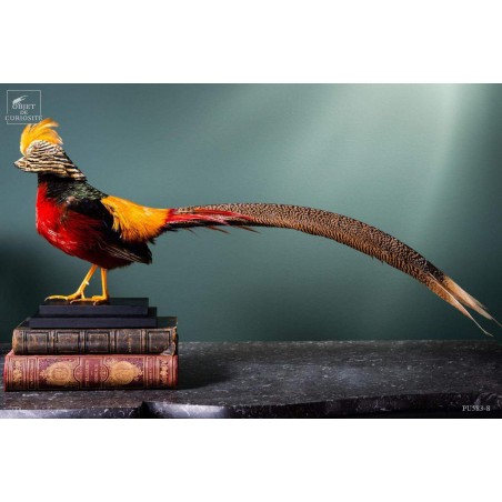 Golden pheasant on black stand
