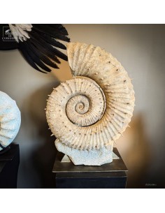 Ammonite semi-déroulée GM à...