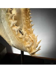 complete skull of Mako... 2