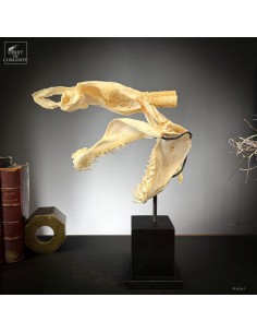 complete skull of Mako...