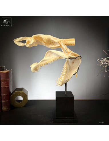 complete skull of Mako shark on wood