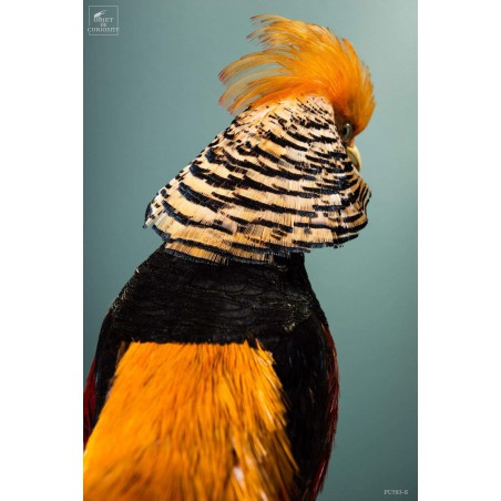 Golden pheasant on black stand