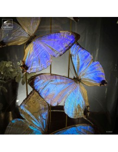 5 papillons MORPHO SULKOWSKII 2