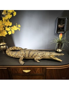 Taxidermy of a 145cm...