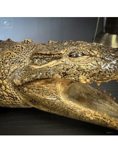 Taxidermy of a 145cm... 2