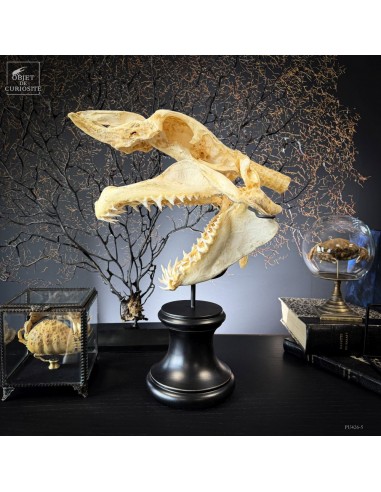 Crâne complet de grand requin Mako...