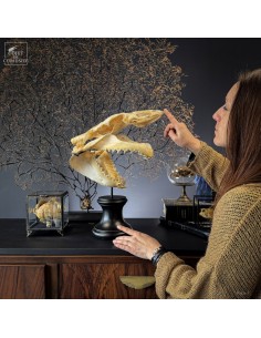 Complete Large Mako skull... 2