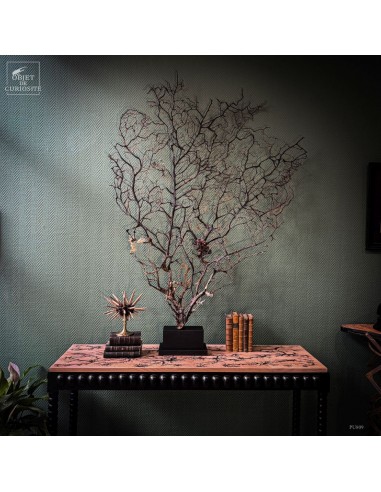 Gorgone noire taille remarquable,...