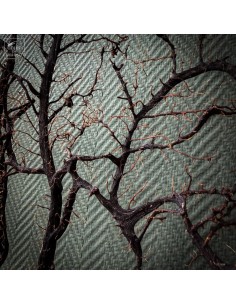 Gorgone noire taille... 2