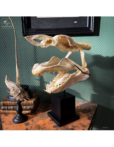 Crâne complet de requin Mako sur...