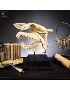 Complete large Mako skull...