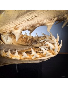 Complete large Mako skull... 2