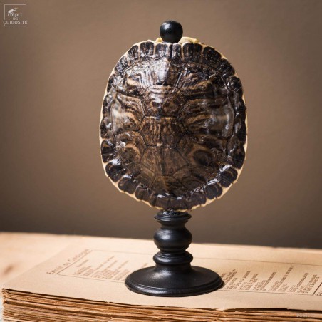 Shell of TRACHEMYS SCRIP tortoise on black base