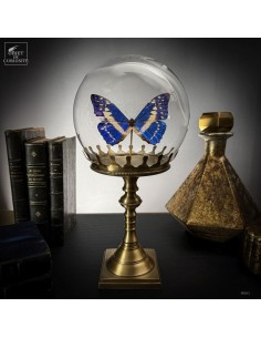 Papillon MORPHO CYPRIS