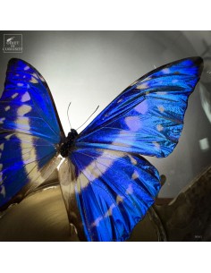 Papillon MORPHO CYPRIS 2