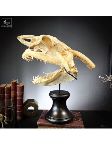 large Mako skull on round stand