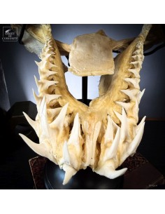 large Mako skull on round... 2