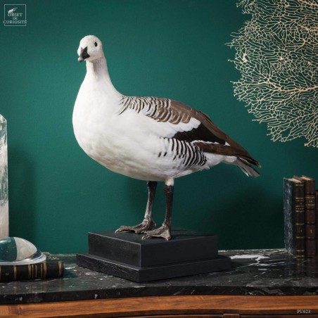 Magellan goose stuffed on black stand
