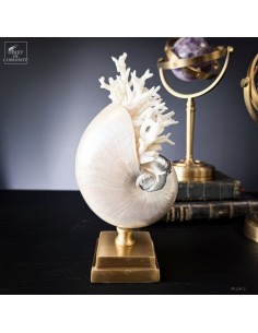 Mother of pearl NAUTILUS...