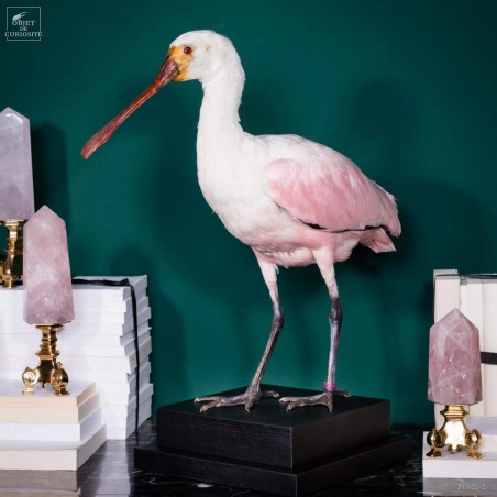 Bird pinkish spoonbill stuffed