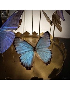 Flight of 14 blue... 2