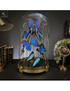 Envolée de 11 papillons...