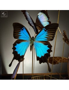 Flight of 11 blue... 2