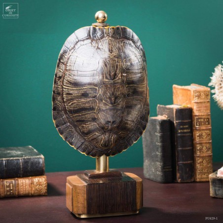 Shell of TRACHEMYS SCRIP tortoise on precious wood
