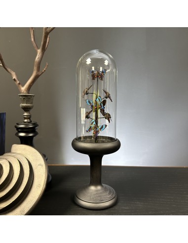 8 multicoloured ANCYLURIS MELIBOEUS...