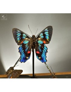 8 multicoloured ANCYLURIS... 2