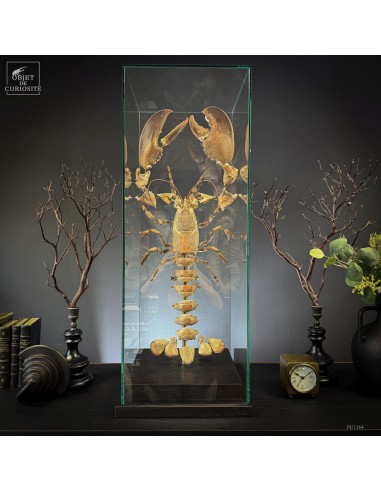 Exploded lobster HOMARUS GAMMARUS...