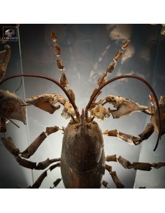 Exploded lobster HOMARUS... 2