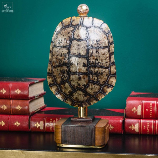 Shell of TRACHEMYS SCRIP tortoise on precious wood