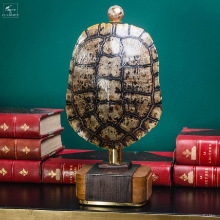 Shell of TRACHEMYS SCRIP tortoise on precious wood