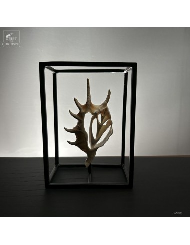 Central slice of LAMBIS TRUNCATA