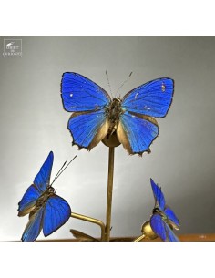 8 blue HYPOCHRYSOPS... 2