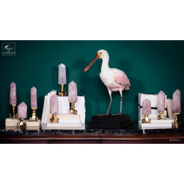 Oiseau spatule rosée empaillé socle noir Oiseau spatule rosée empaillé socle noir