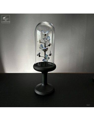 9 JAMIDES EUCHILIA butterflies