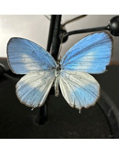 9 JAMIDES EUCHILIA butterflies 2