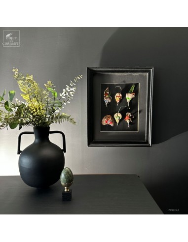 Frame of 6 feather hat compositions –...