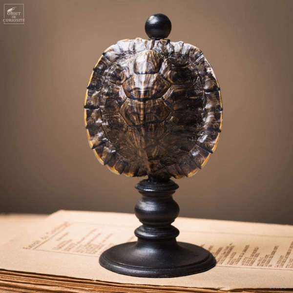 Shell of TRACHEMYS SCRIP tortoise on black base