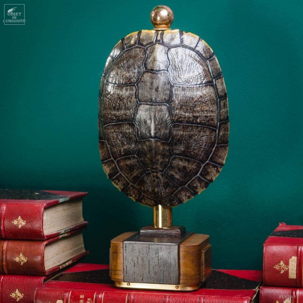 Shell of TRACHEMYS SCRIP tortoise on precious wood