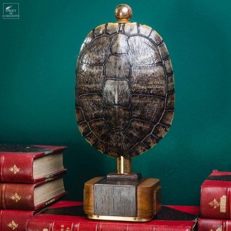 Shell of TRACHEMYS SCRIP tortoise on precious wood
