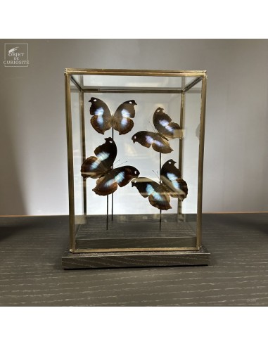 4 Papillons -NAPEOCLES JUCUNDA-