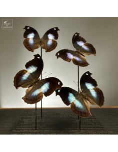 4 Papillons -NAPEOCLES... 2